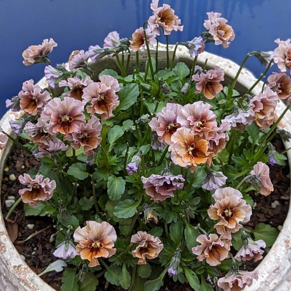 LA16♥マイガール♥希少♥人気品種♥花苗ポットごと発送♥パンジー